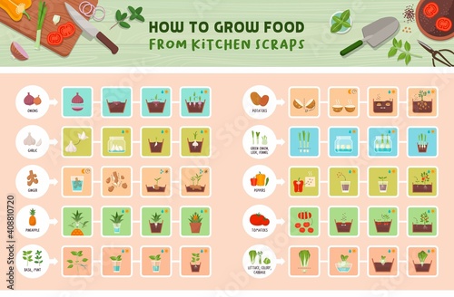 How to grow food from kitchen scraps