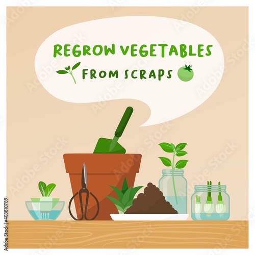 Regrow vegetables from scraps at home