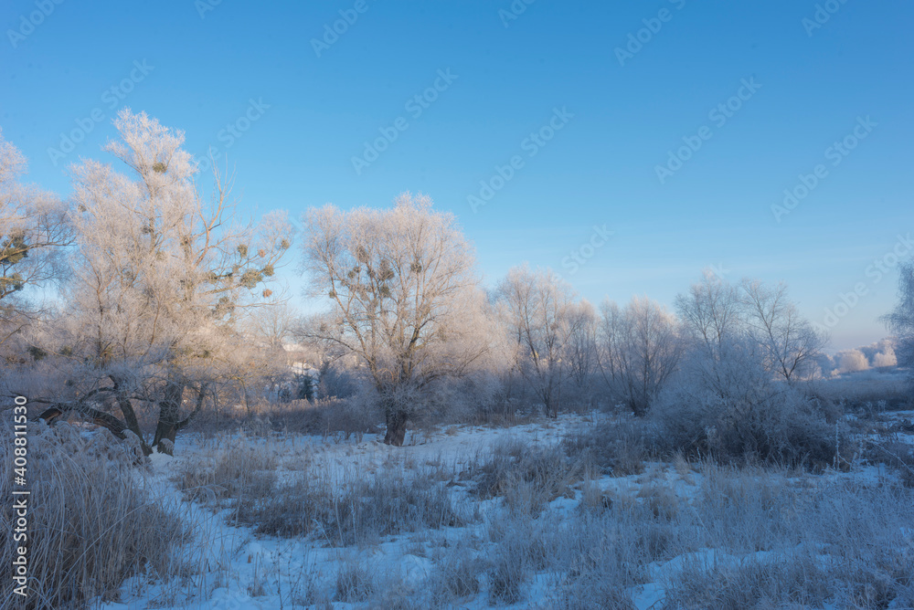 winter sunrise and a tree on a slope. Fantastic winter landscape. frozen snowy trees at sunrise. Christmas holiday background