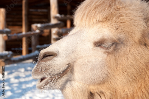 A large white camel closed his eyes from the brightly shining snow.