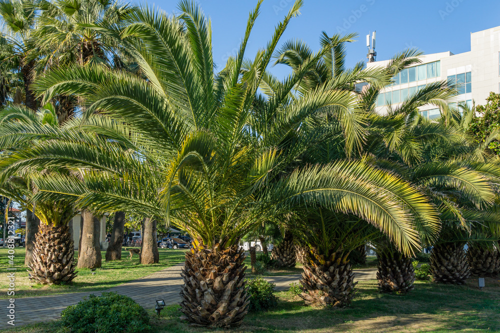 Beautiful palm tree Canary Island Date Palm (Phoenix canariensis) in Sochi. Famous resort town in south of Russia. Sochi, Russia - December 07, 2020
