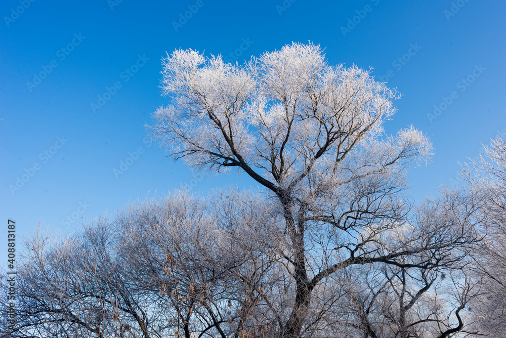 winter sunrise and a tree on a slope. Fantastic winter landscape. frozen snowy trees at sunrise. Christmas holiday background winter sunrise and a tree on a slope. Fantastic winter landscape. frozen snowy trees at sunrise. Christmas holiday background