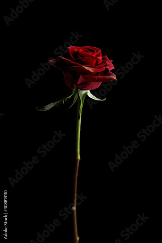 red rose in front of black background