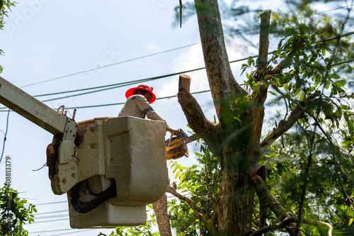 Technician staff cut trees from the electrical cable area to reduce power outages.