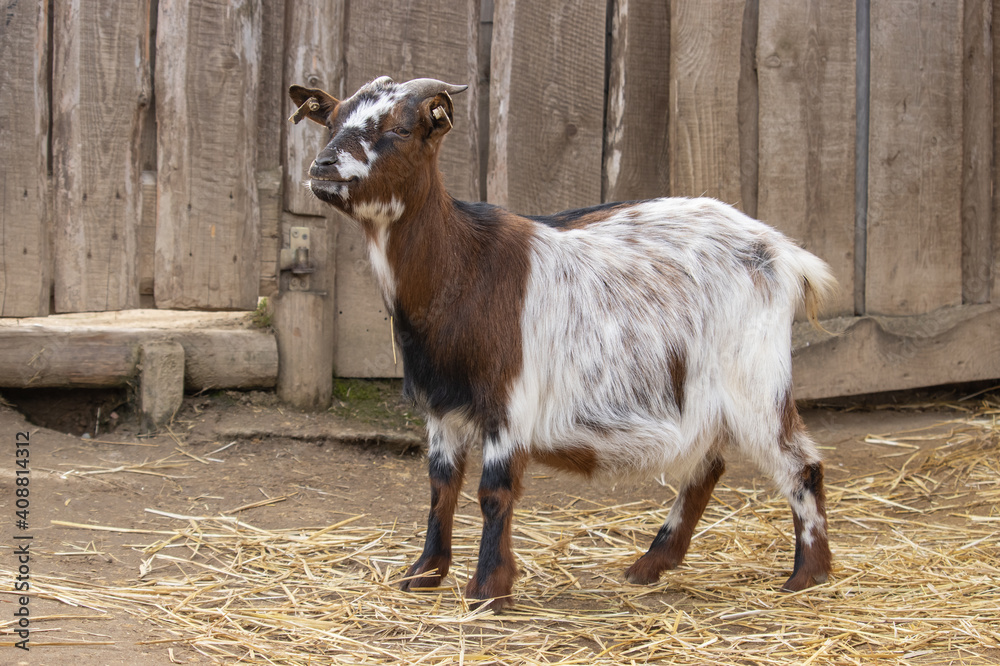 Obraz premium Domestic goat or simply goat. Brown and white goat standing on a farm near a wooden fence.(Capra aegagrus hircus). 