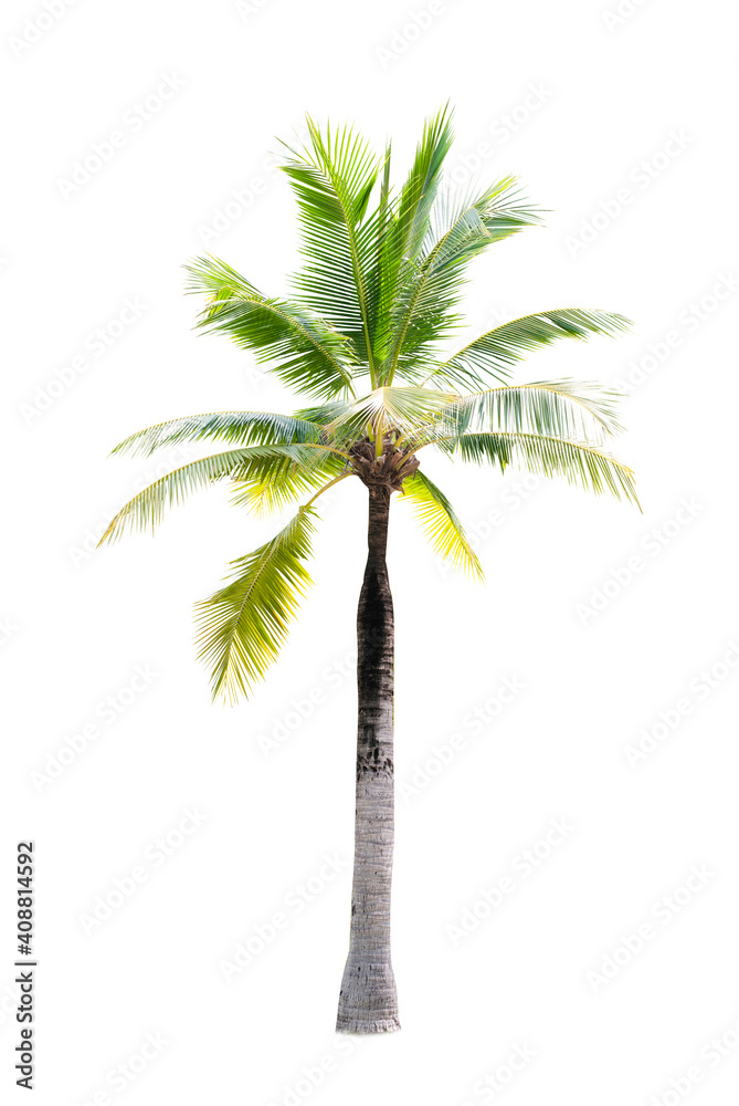 Obraz premium Palm tree or Coconut tree ,a green leaf isolation for summer background ,relax and vacation holiday summer concept 