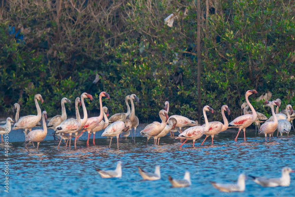 Naklejka premium group of flamingos