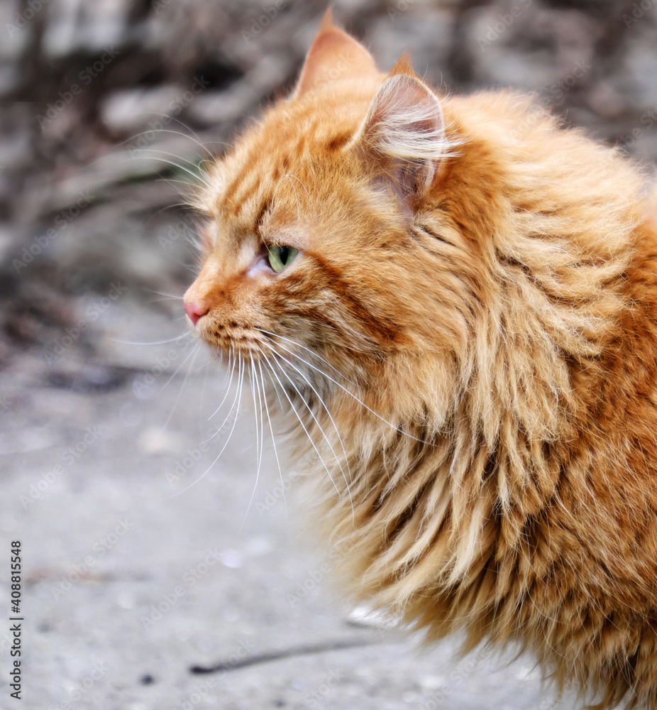 Cat Cat