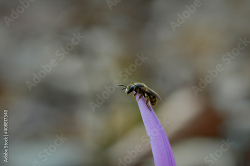 Bee macro close up on a dogs tooth violet  spring wildflower.