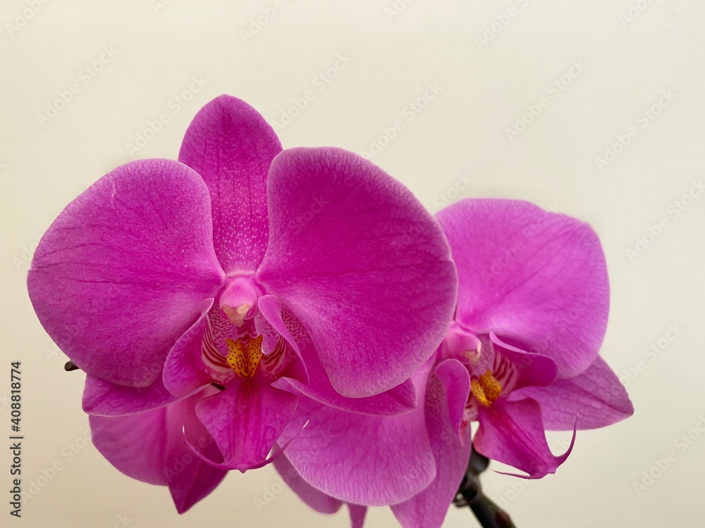 orchid isolated on white background orchid isolated on white background