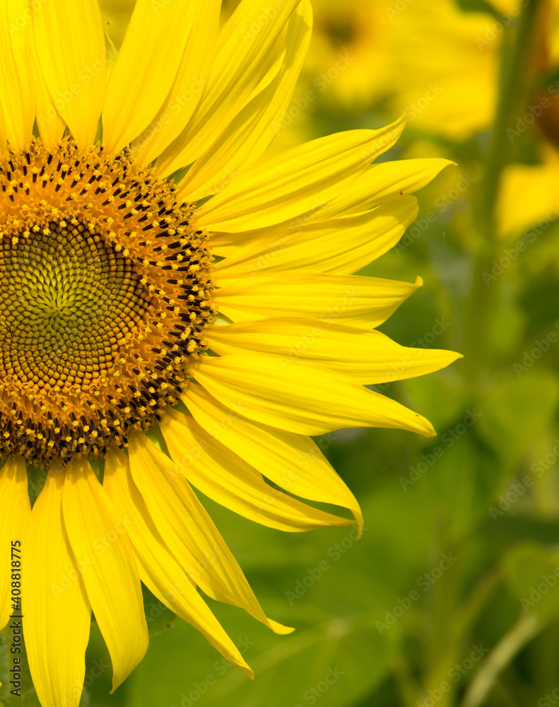 Obraz premium Close-up of sunflower, sunflower in the field on summer