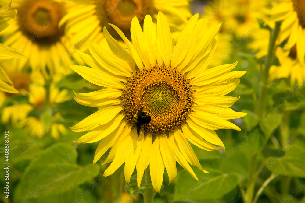 sunflower with insect sunflower with insect