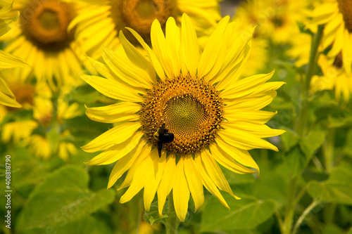 sunflower with insect
