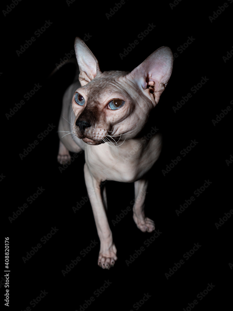 Bald, naked Donskoy or Canadian Sphinx. Domestic gray purebred cat without fur and undercoat poses. Vertical photo in the studio isolated on a black background.