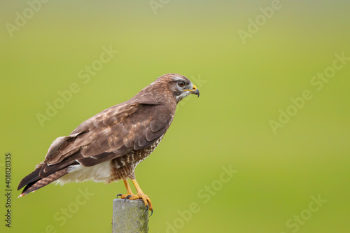 Common buzzard, buteo buteo, sitting in the meadows in the Netherlands © henk bogaard