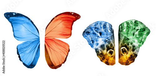Color butterfly wings, isolated on white background © suns07butterfly