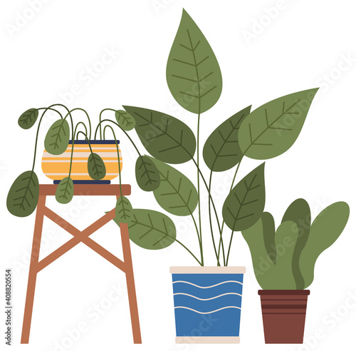 Potted evergreen house plants. Eco style illustration, modern and elegant home decor, vector flowers. Set of decorative indoor plants in different containers for interior decoration isolated on white