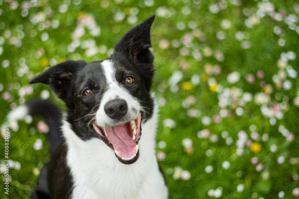 happy border collie dog looking up at the camera with flowers in the grass in the background
