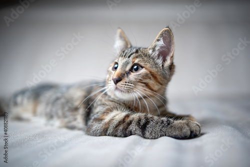 Fototapeta Naklejka Na Ścianę i Meble -  Close-up portrait of a gray tabby kitten in the studio.