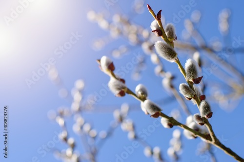 Fresh spring catkin branches with blue sky on the background and sunlight