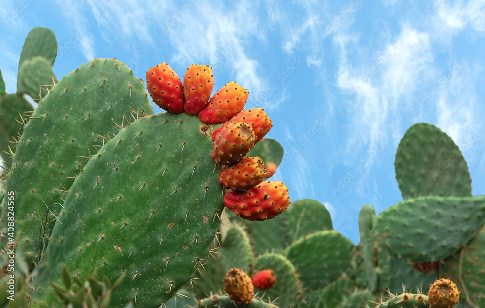 green cactus with red fruit
