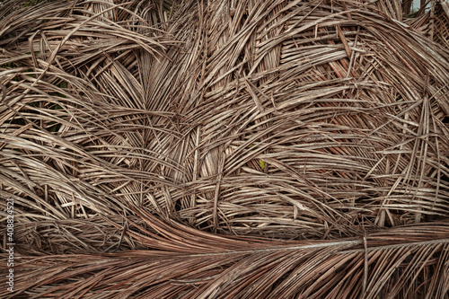 Naturalne ekologiczne tło z liści palm kokosowej, piękna tekstura jasno brązowa.