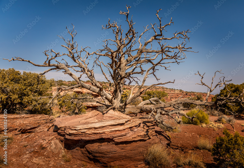 Old and bare tree on the cliff in the Dead Horse Point State Park Old and bare tree on the cliff in the Dead Horse Point State Park
