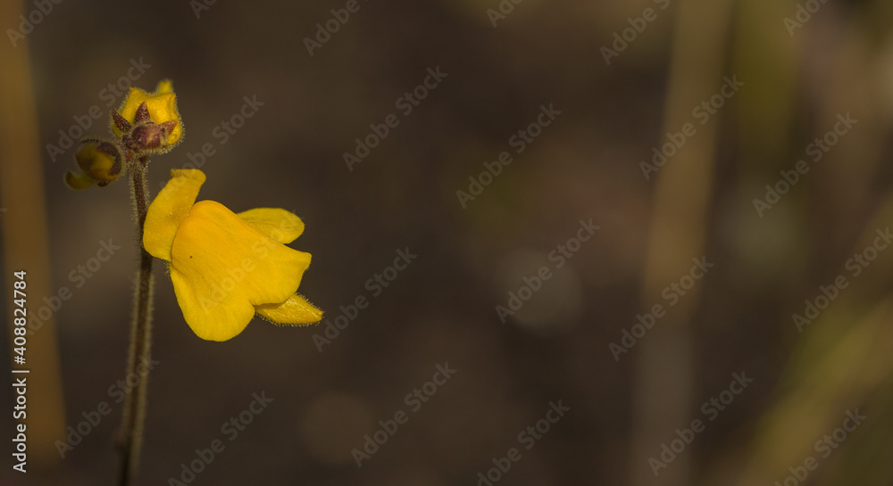 Genlisea aurea (a yellow flowered Corkscrew plant) in nature found in the Serra do Cipo Nationalpark in Minas Gerais, Brazil Genlisea aurea (a yellow flowered Corkscrew plant) in nature found in the Serra do Cipo Nationalpark in Minas Gerais, Brazil