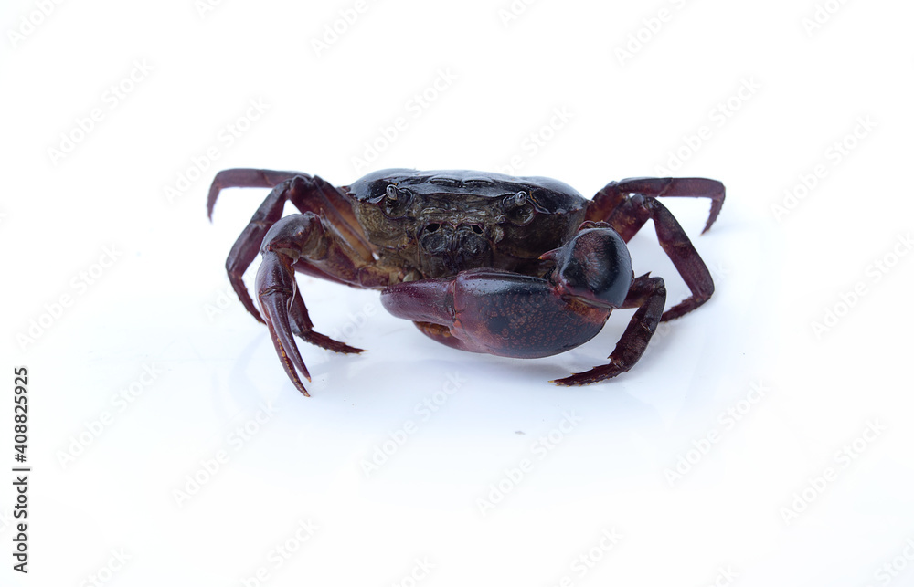 field crab Isolated on white background field crab Isolated on white background