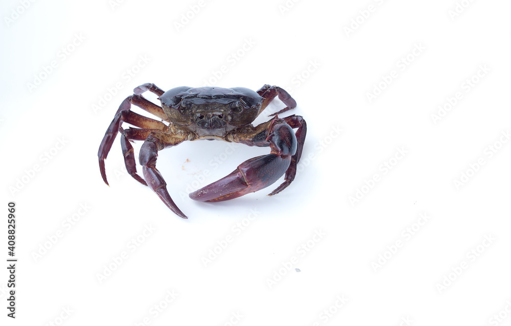 field crab Isolated on white background field crab Isolated on white background