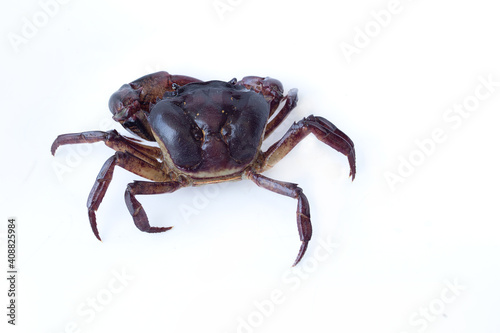 field crab Isolated on white background