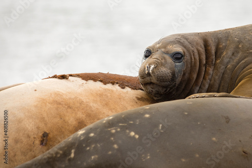 Young male Southern Elephant Seal resting with its mates.