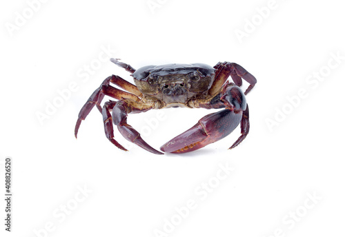 field Crab Isolated on white background