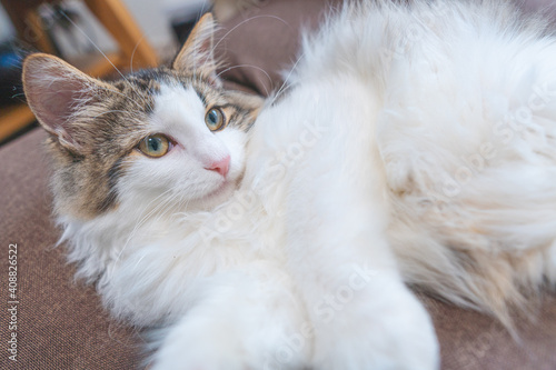 Cat relaxing