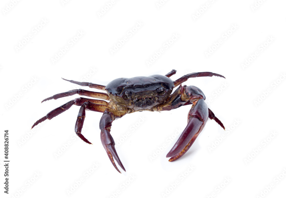 field Crab Isolated on white background