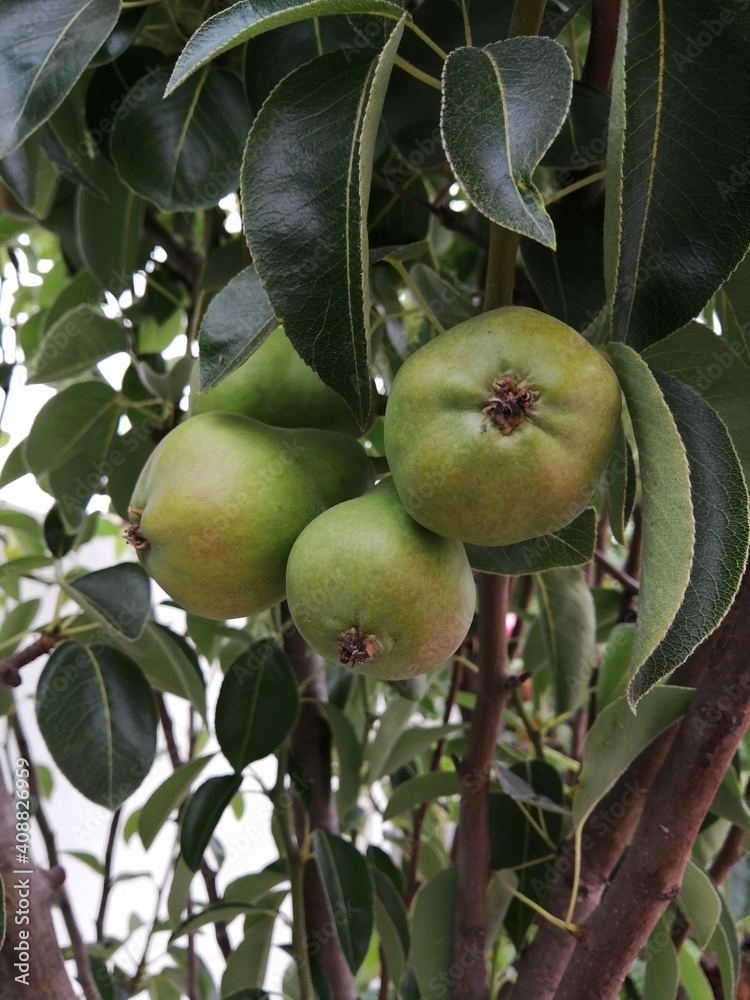 Pears on a branch Pears on a branch