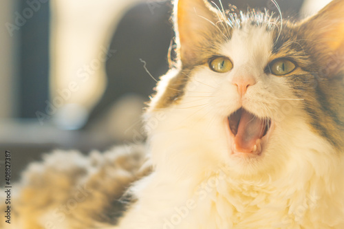 Cat relaxing