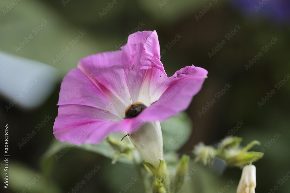 Flowers of Ipomoea purpurea, with a beetle feeding on his nectar. Flowers of Ipomoea purpurea, with a beetle feeding on his nectar.