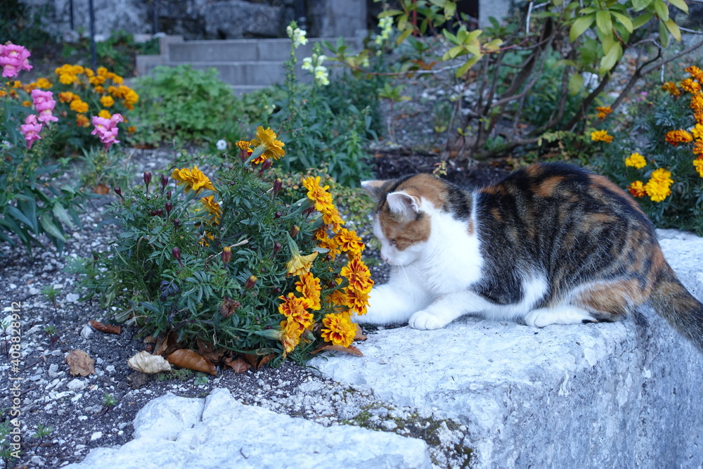 猫とネズミ 猫とネズミ