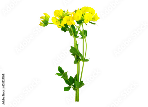 Lotus Corniculatus Soil Control, Medicinal and Ornamental Flower Plant. Known as Bird's-Foot Trefoil, Eggs and Bacon, Birdsfoot Deervetch, and Bird's-Foot Trefoil. Isolated on White Background.