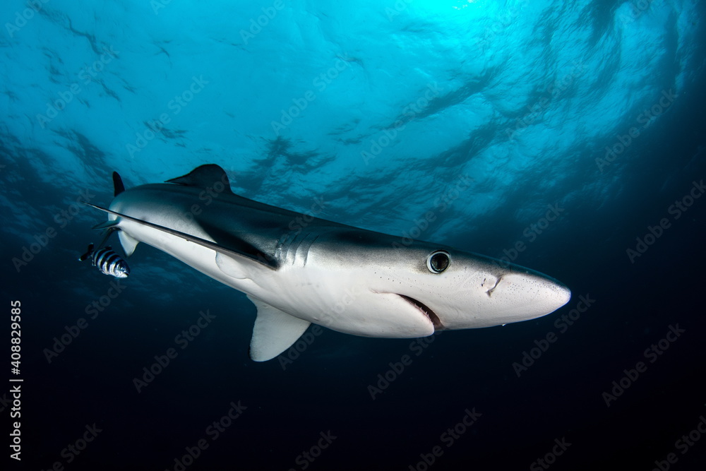 Fototapeta premium Blue Shark on Cape Point South Africa