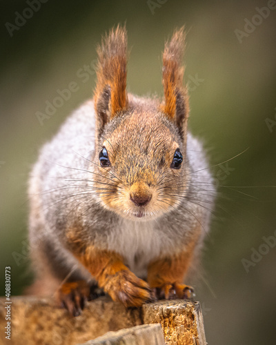 Eichhörnchen © Andreas