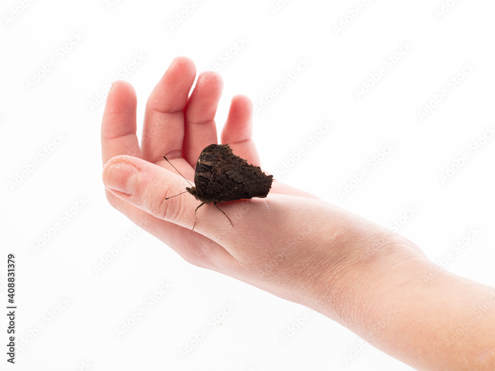 European peacock, peacock butterfly ,Inachis io on a girl hand