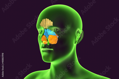 Anatomy of paranasal sinuses photo