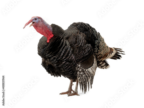 angry turkey isolated on white background