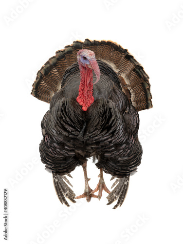 turkey with loose tail isolated on white background