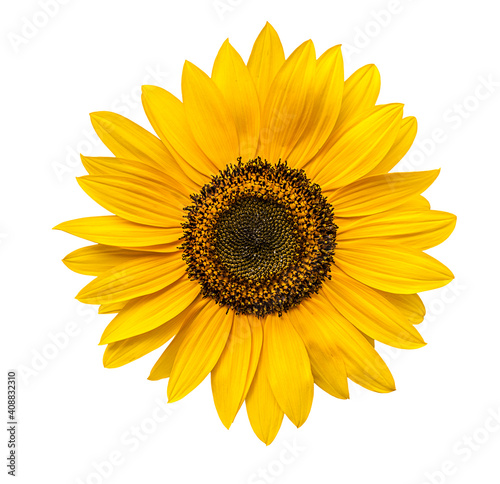 Fototapeta Naklejka Na Ścianę i Meble -  Sunflower flower isolated on a white background. View from another angle in the portfolio.