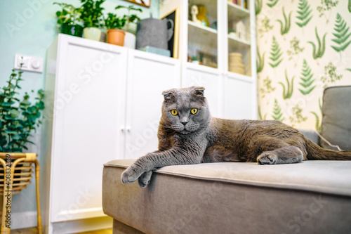 Grey cat scottish fold lies and rests on the sofa in the modern living room with a white shelving