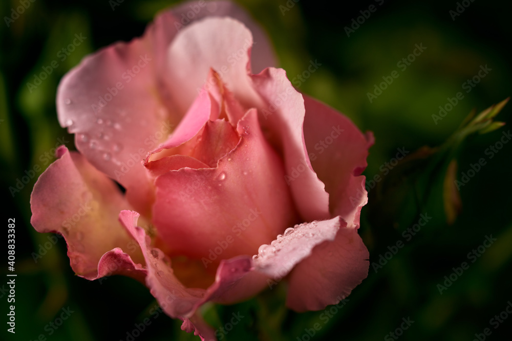 View of the garden rose with dew drops. Soft focus. Low depth of field.