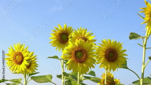 sunflower with blue sky background
